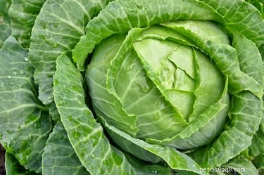Is Cabbage Safe for Dogs? A Guide to Feeding Your Pup
