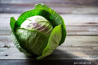 Is Cabbage Safe for Dogs? A Guide to Feeding Your Pup