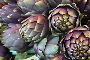 Can Dogs Safely Eat Artichokes? Expert Guide on Feeding This Ancient Veggie