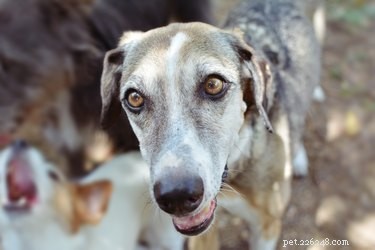 Essential Summer Care Tips for Senior Dogs: Keep Your Furry Companion Safe and Comfortable