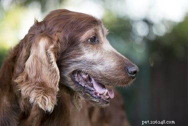 Essential Summer Care Tips for Senior Dogs: Keep Your Furry Companion Safe and Comfortable