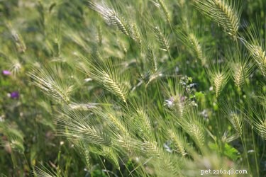 Foxtails Threaten Dogs: Protecting Your Pet from Hidden Hazards