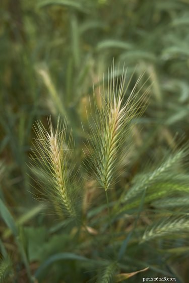 Foxtails Threaten Dogs: Protecting Your Pet from Hidden Hazards