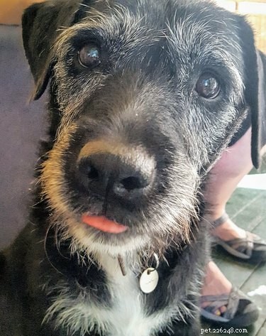 Best Senior Dog Foods: Expert‑Recommended Nutrition for Older Pets
