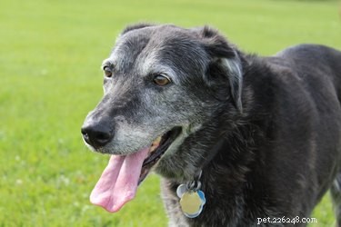 Best Senior Dog Foods: Expert‑Recommended Nutrition for Older Pets