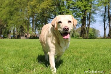 Effective Exercise Tips for Senior Dogs: Boost Health & Mobility