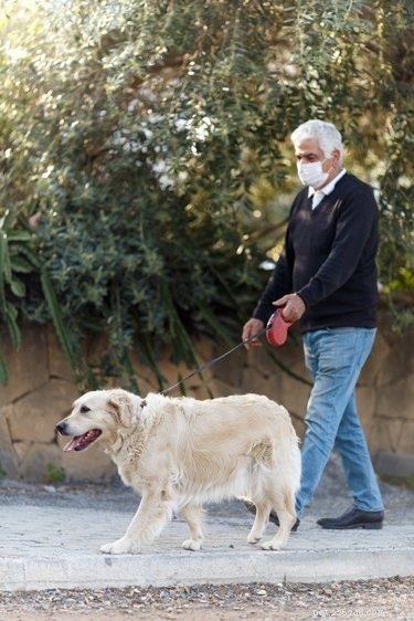 Effective Exercise Tips for Senior Dogs: Boost Health & Mobility
