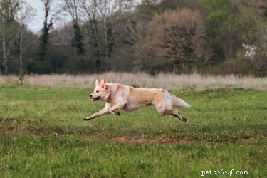 Effective Exercise Tips for Senior Dogs: Boost Health & Mobility