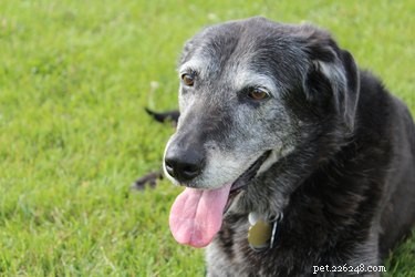 Senior Dog Care: Expert Tips for a Healthy Golden Age