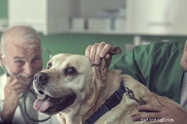 Senior Dog Care: Expert Tips for a Healthy Golden Age