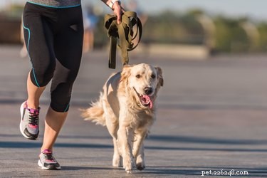 Understanding Fatty Tumors in Dogs: Causes, Symptoms, and Care