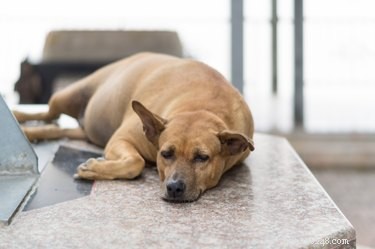 Understanding Your Dog’s Pot Belly: Causes and Care