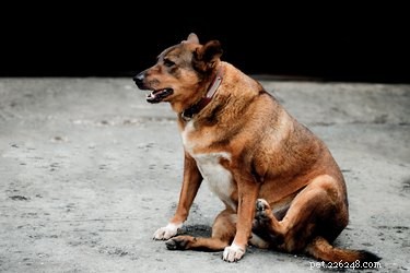 Understanding Your Dog’s Pot Belly: Causes and Care