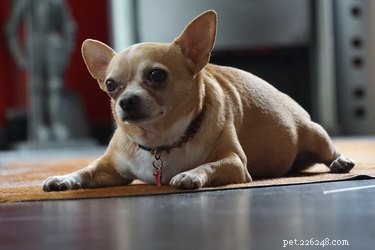 Understanding Your Dog’s Pot Belly: Causes and Care