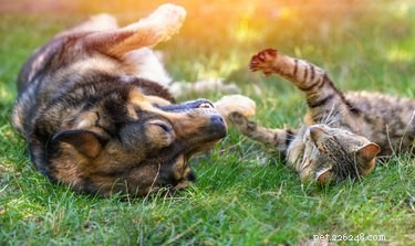 How Much Does Pet Insurance Cost for Dogs & Cats? Find the Best Coverage & Savings.