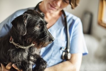 How Much Does Pet Insurance Cost for Dogs & Cats? Find the Best Coverage & Savings.