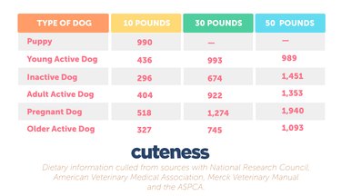Dog Food Safety: Foods That Are Safe and Those That Are Harmful