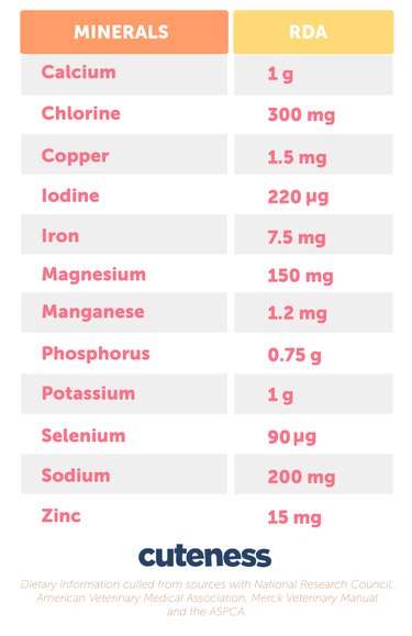 Dog Food Safety: Foods That Are Safe and Those That Are Harmful