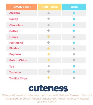 Dog Food Safety: Foods That Are Safe and Those That Are Harmful
