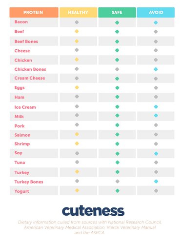 Dog Food Safety: Foods That Are Safe and Those That Are Harmful