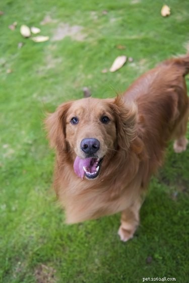6 Proven Ways to Keep Your Dog Arthritis-Free