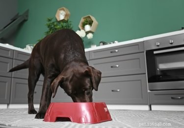 6 Proven Ways to Keep Your Dog Arthritis-Free