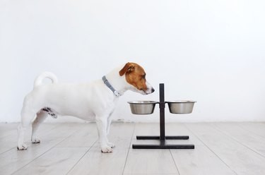 Do Dogs Prefer Omnivorous or Carnivorous Diets? Understanding Their True Food Needs