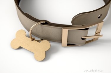 Professional Guide: Washing Dog Collars, Leashes & Harnesses