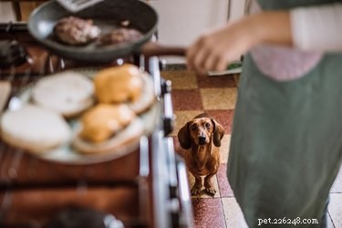 Urgent Guide: Safe Foods to Feed Your Dog When You re Out of Commercial Dog Food