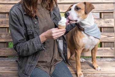Urgent Guide: Safe Foods to Feed Your Dog When You re Out of Commercial Dog Food