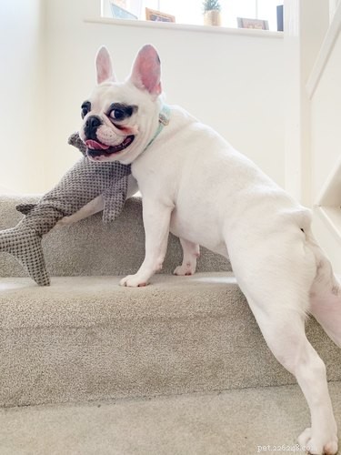 What Causes Your Dog to Smell Like Fish? Common Reasons Explained