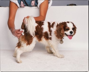 What Causes Your Dog to Smell Like Fish? Common Reasons Explained