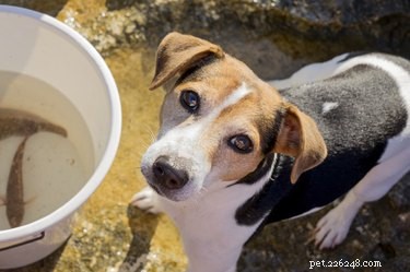 What Causes Your Dog to Smell Like Fish? Common Reasons Explained