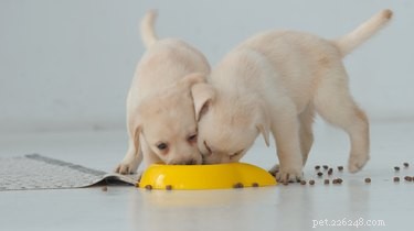 What Do Dogs Prefer to Eat? Expert Tips for Choosing the Right Food