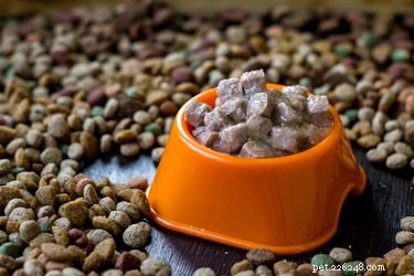 What Do Dogs Prefer to Eat? Expert Tips for Choosing the Right Food