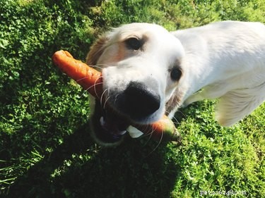 What Do Dogs Prefer to Eat? Expert Tips for Choosing the Right Food