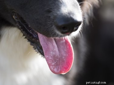 What Causes Excessive Dog Drooling? Expert Guide