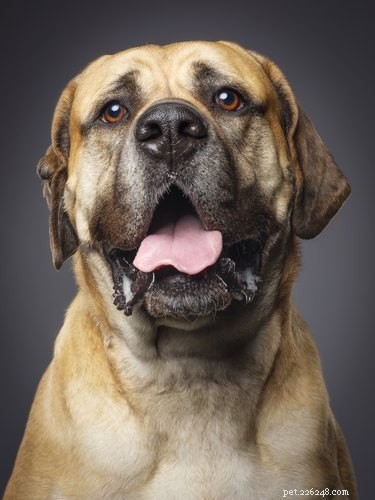 What Causes Excessive Dog Drooling? Expert Guide