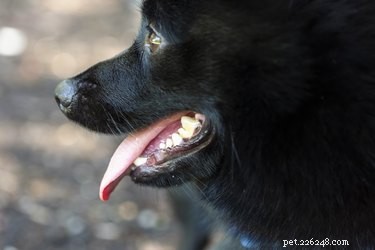What Causes Excessive Dog Drooling? Expert Guide