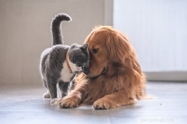 Do Dogs Allergic to Cats? Understanding Symptoms & Causes