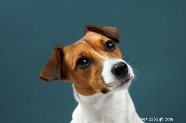 Is Your Dog Peeing Frequently? How to Know If It’s a Cause for Concern