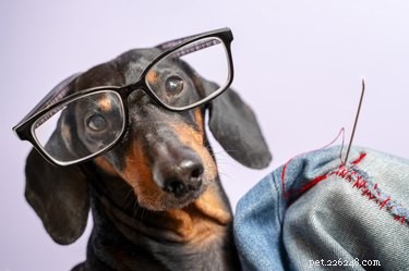 Is Your Dog Peeing Frequently? How to Know If It’s a Cause for Concern
