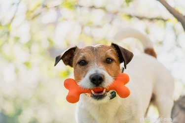 Is Your Dog Peeing Frequently? How to Know If It’s a Cause for Concern