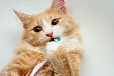 Understanding Gum Disease in Cats & Dogs: Symptoms, Prevention, and Care