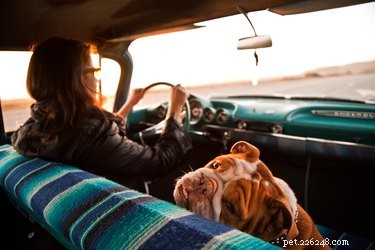 Understanding Female Dog Heat Cycles: Health & Care Guide