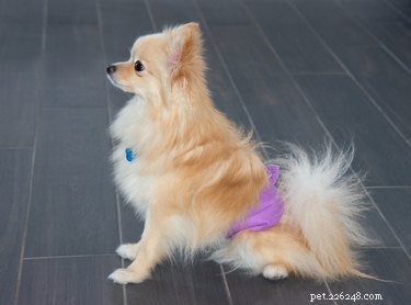 Understanding Female Dog Heat Cycles: Health & Care Guide