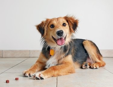 Understanding Female Dog Heat Cycles: Health & Care Guide