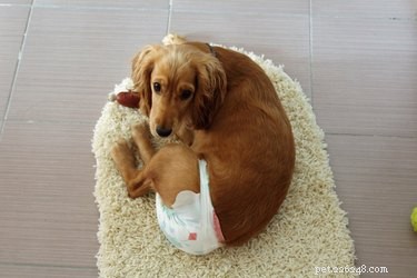 Do Dogs Experience Menstruation? The Truth About Canine Reproductive Health