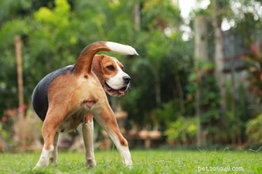 Do Dogs Experience Menstruation? The Truth About Canine Reproductive Health