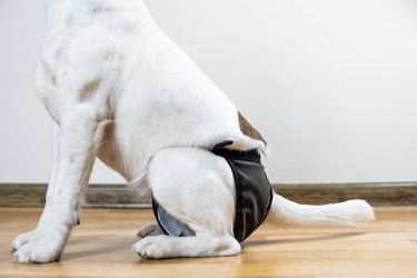 Do Dogs Experience Menstruation? The Truth About Canine Reproductive Health